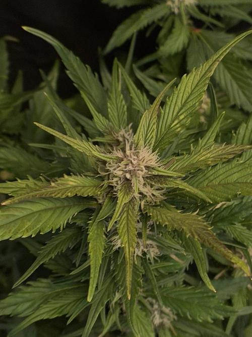 You're the berry best!. Week 7