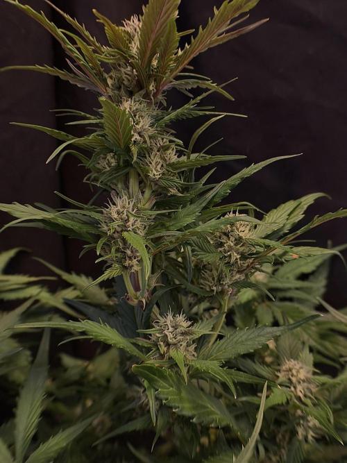 You're the berry best!. Week 7