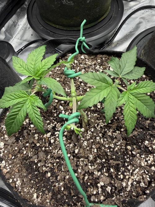 Trop cherry ( indoor ). Week 5