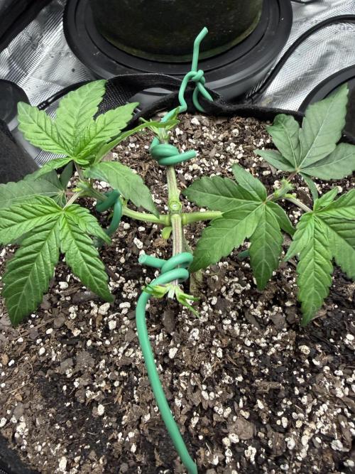 Trop cherry ( indoor ). Week 5