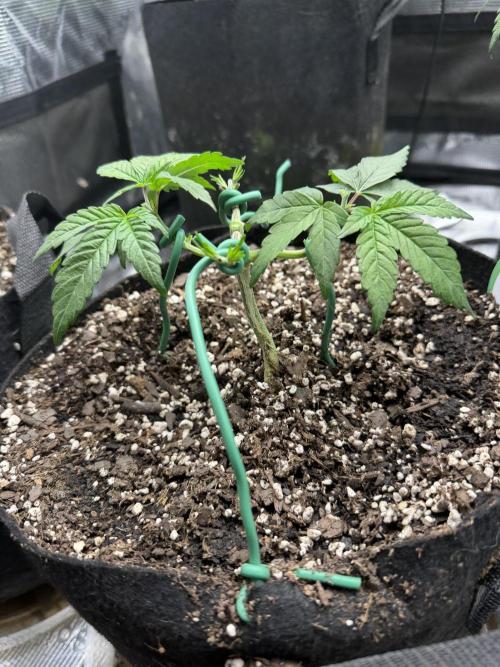 Trop cherry ( indoor ). Week 5