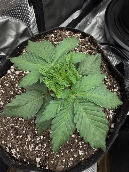 Permanent Marker. Week 4