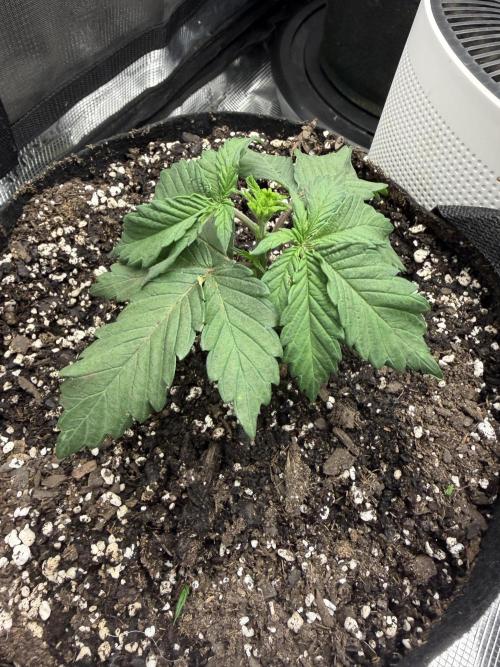 Permanent Marker. Week 4