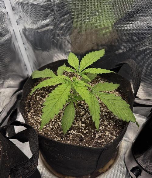 Critical mass by zamnesia. Week 4