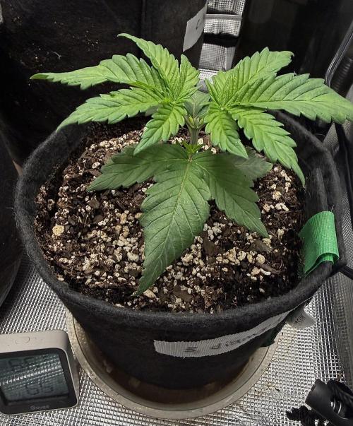 Black diamond ( Zamnesia ). Week 4