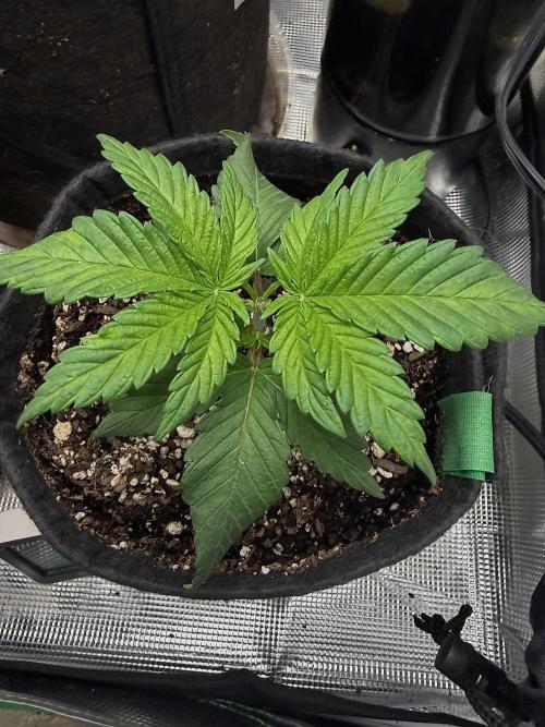Black diamond ( Zamnesia ). Week 4