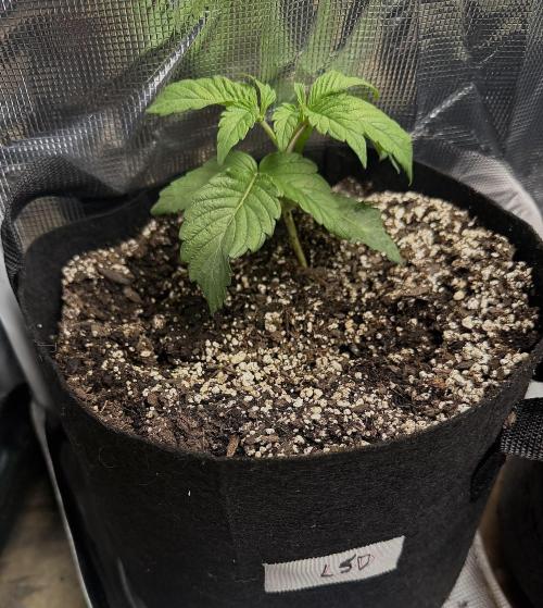 LSD 2x2 (budget tent). Week 4