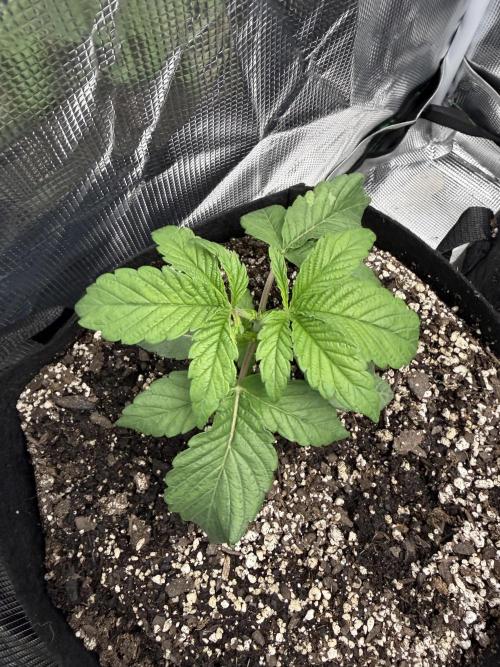 LSD 2x2 (budget tent). Week 4