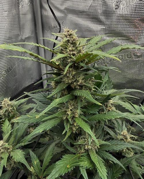 You're the berry best!. Week 8