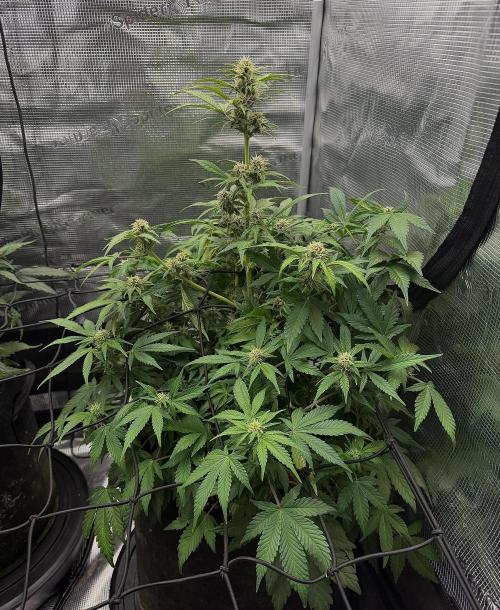 Banana Purple Punch Auto (RF3). Week 8