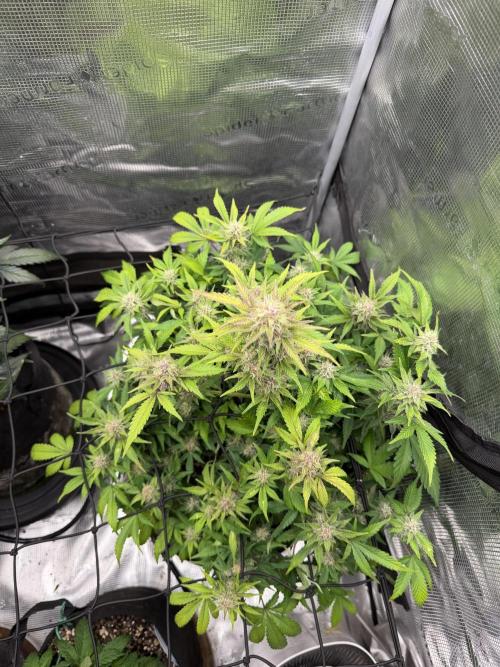 Banana Purple Punch Auto (RF3). Week 9