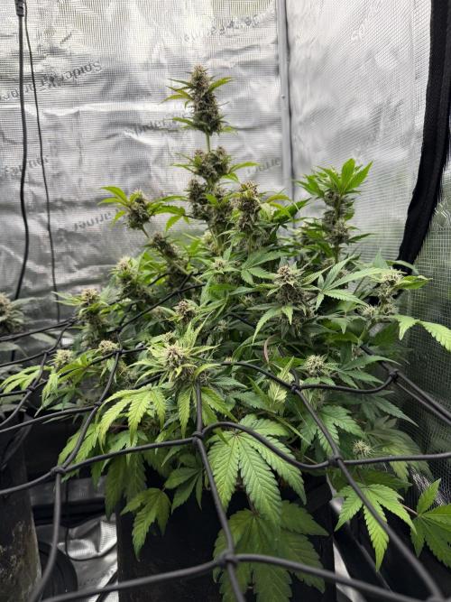 Banana Purple Punch Auto (RF3). Week 9