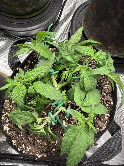 Trop cherry ( indoor ). Week 6