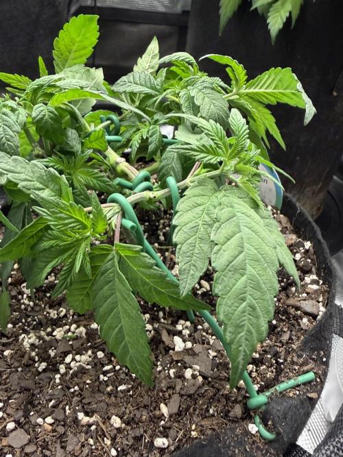 Trop cherry ( indoor ). Week 6