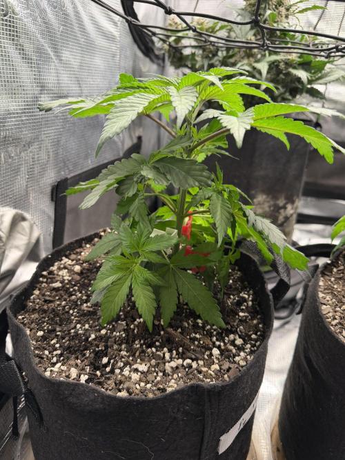 Permanent Marker. Week 5