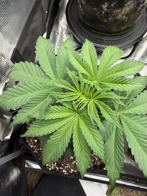 Permanent Marker. Week 5