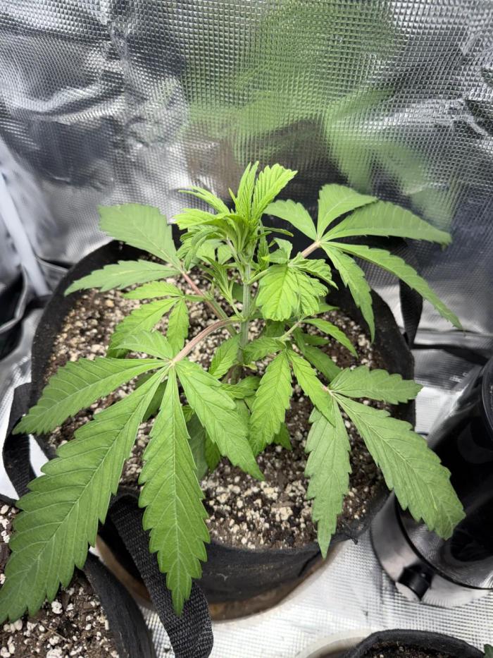 Critical mass by zamnesia. Week 5