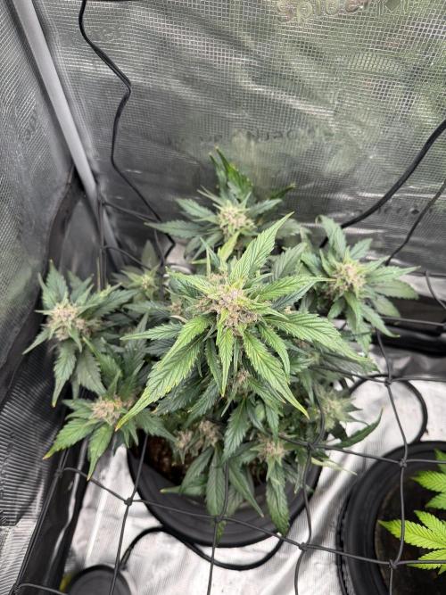 You're the berry best!. Week 9