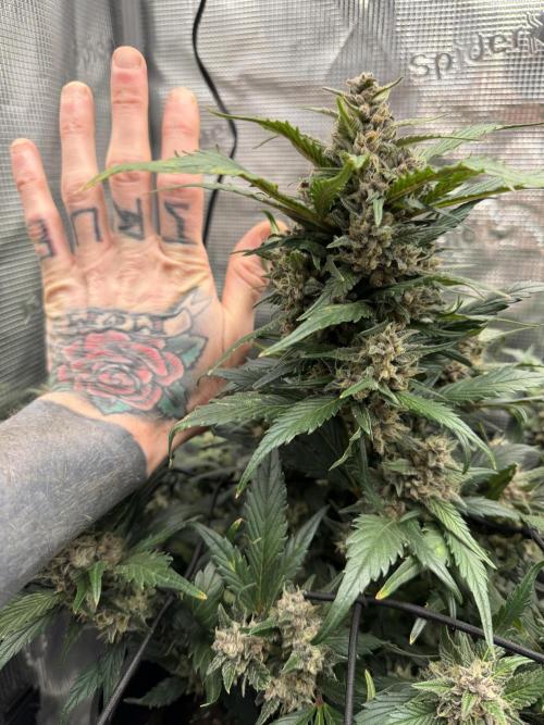 You're the berry best!. Week 9