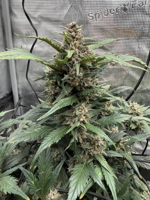 You're the berry best!. Week 9