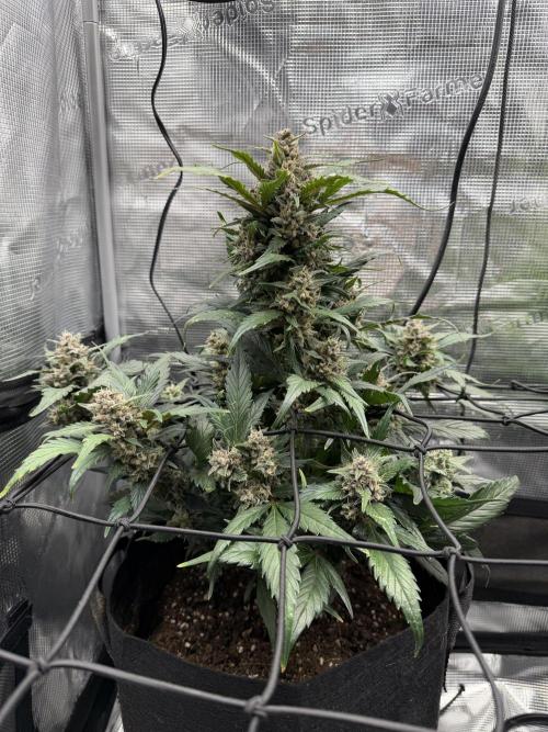 You're the berry best!. Week 9