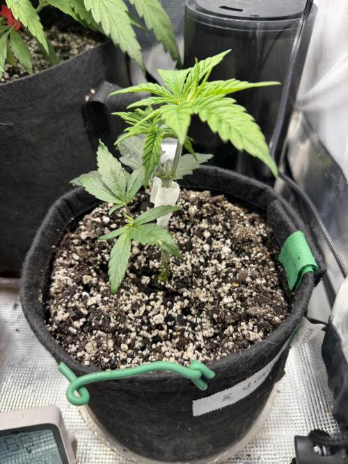 Black diamond ( Zamnesia ). Week 5