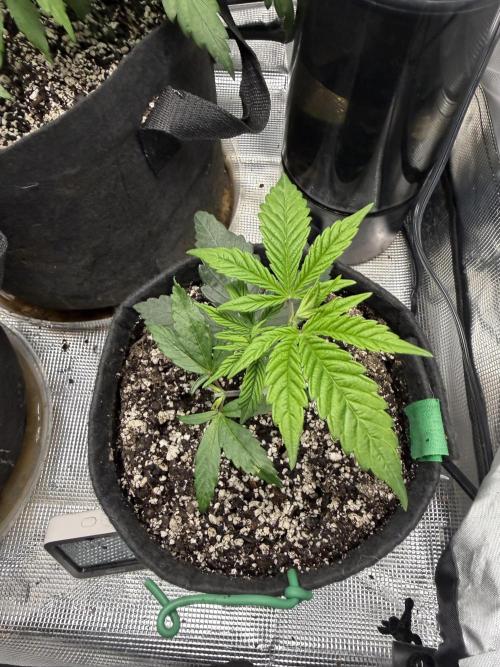 Black diamond ( Zamnesia ). Week 5