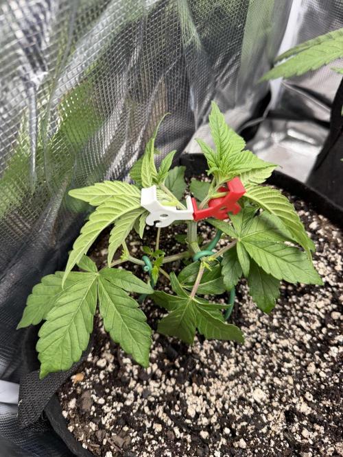 LSD 2x2 (budget tent). Week 5