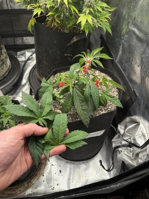 Black diamond ( Zamnesia ). Week 6