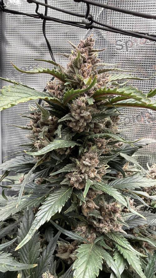 You're the berry best!. Week 10