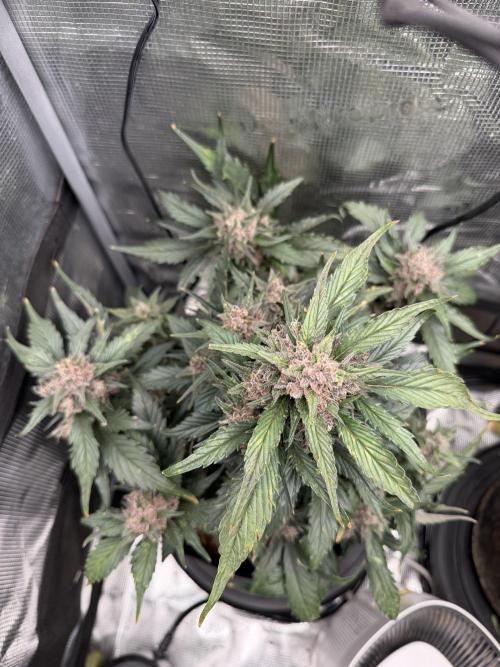 You're the berry best!. Week 10