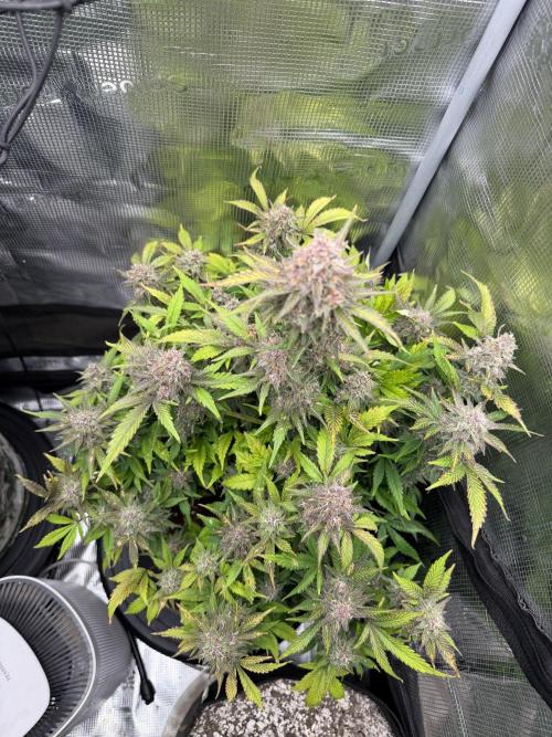 Banana Purple Punch Auto (RF3). Week 10