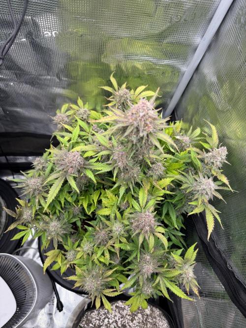 Banana Purple Punch Auto (RF3). Week 10