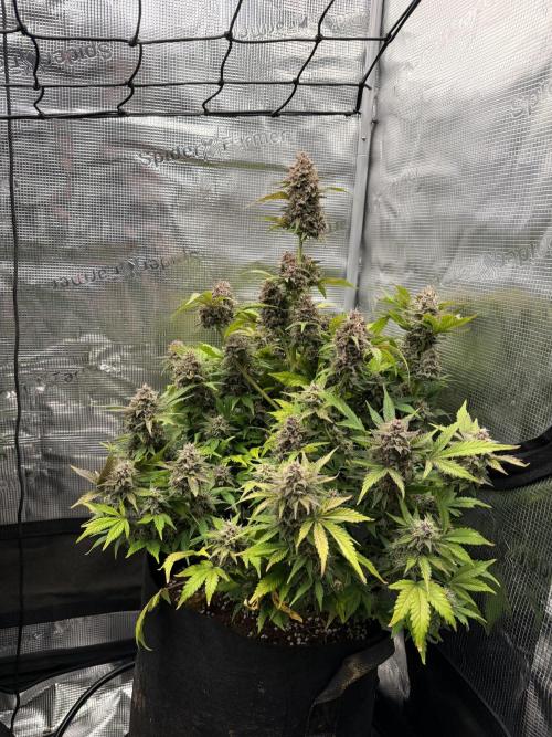 Banana Purple Punch Auto (RF3). Week 10