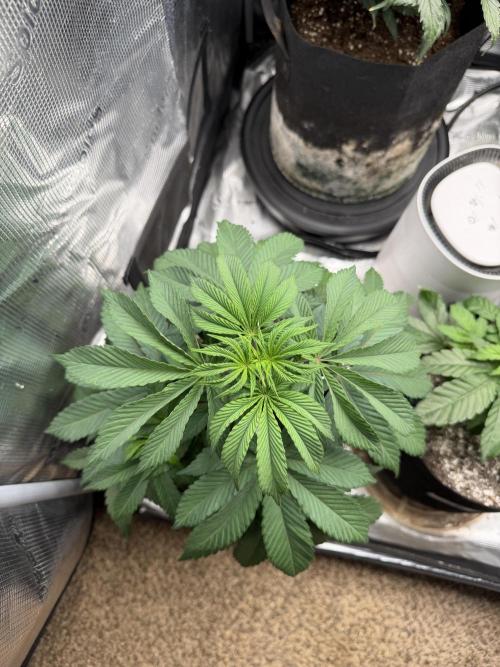 Permanent Marker. Week 6