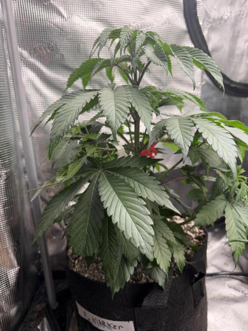 Permanent Marker. Week 6