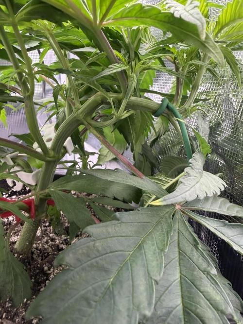 Critical mass by zamnesia. Week 6