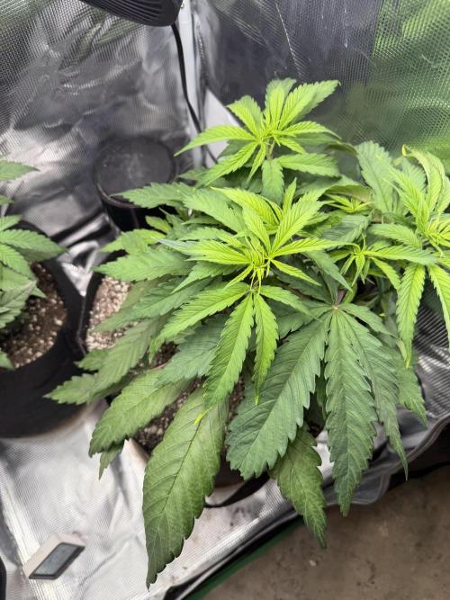 Critical mass by zamnesia. Week 6