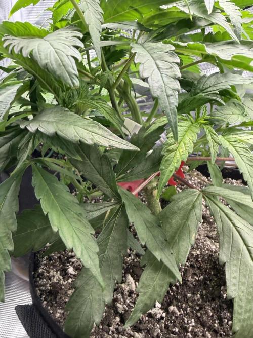 Critical mass by zamnesia. Week 6