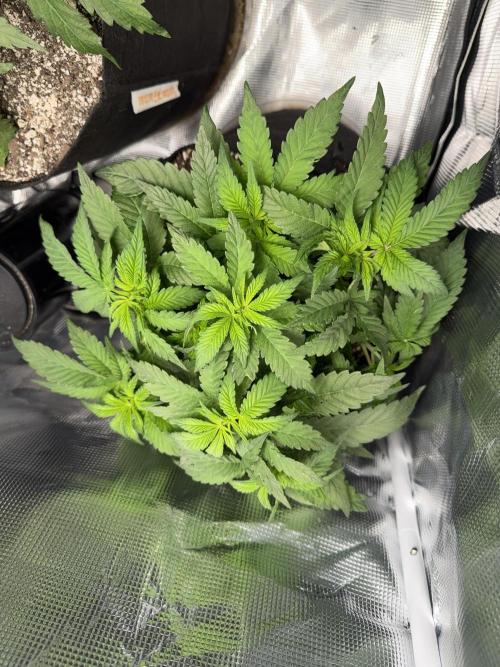 Trop cherry ( indoor ). Week 7