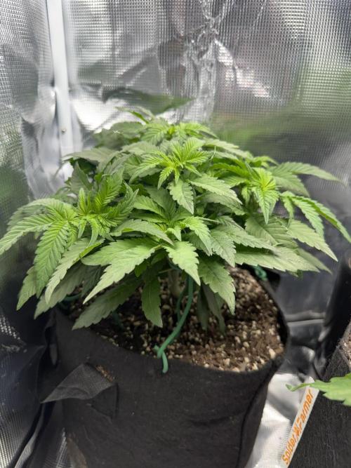 Trop cherry ( indoor ). Week 7