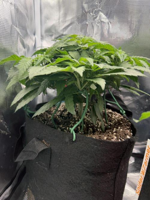 Trop cherry ( indoor ). Week 7