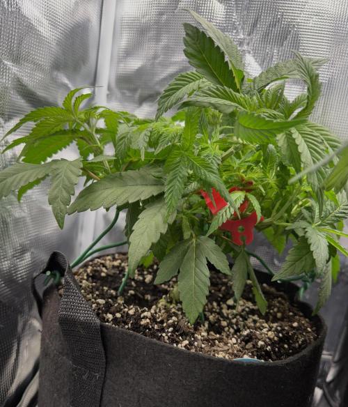 Trop cherry Mainlined ( indoor ). Week 7