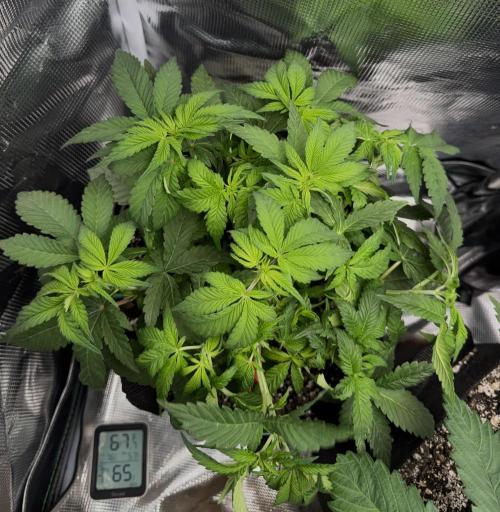 Trop cherry Mainlined ( indoor ). Week 7