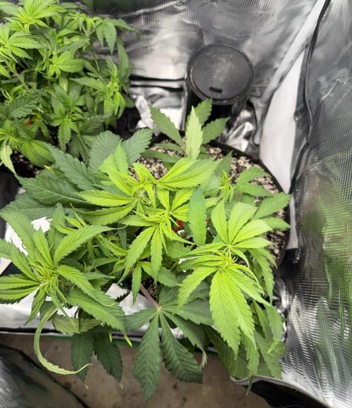 Critical mass by zamnesia. Week 6