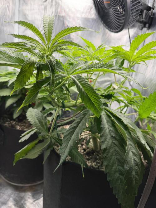 Critical mass by zamnesia. Week 7