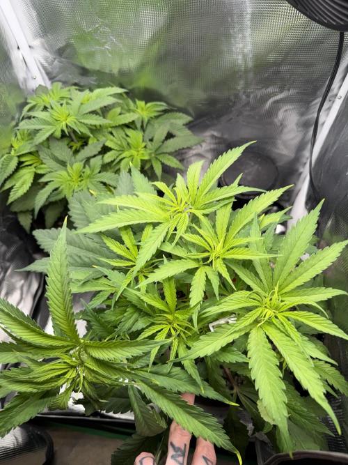 Critical mass by zamnesia. Week 7