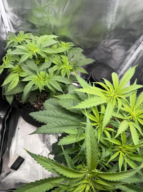 Trop cherry Mainlined ( indoor ). Week 8