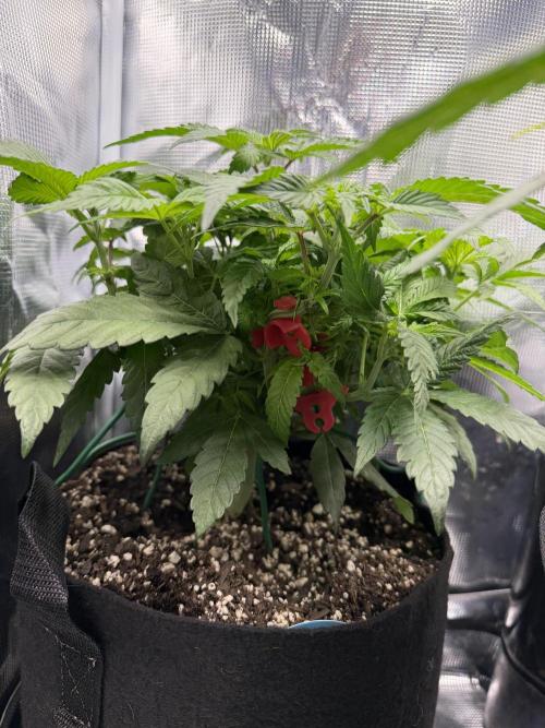 Trop cherry Mainlined ( indoor ). Week 8