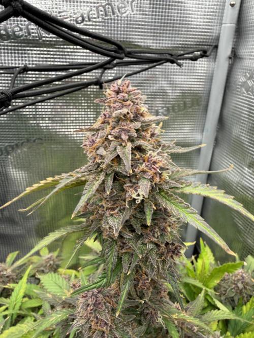 Banana Purple Punch Auto (RF3). Week 11